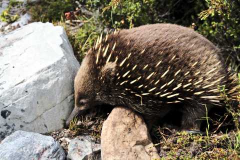 Echidna at Cradle Mountain