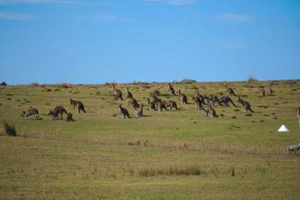 Kangaroo Herd on Maria Island